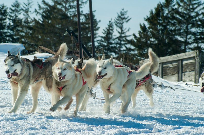 dogs pulling a sled in the snow